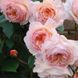 Троянда Абрахам Дербі. (Abraham Darby) АНГЛ. CS3332 фото 5