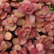 Очиток ложний Красный ковер / Sedum spurium 'Red Carpet P9 V10415 фото 2
