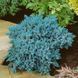 Ялівець лускатий Блю Стар. (Juniperus squamata Blue Star) С5 CS2198 фото 3