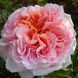 Троянда Абрахам Дербі. (Abraham Darby) АНГЛ. CS3332 фото 1