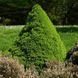 Ель канадская Коника (сизая). (Picea glauca Conica) С5 CS2098 фото 1
