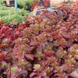 Очиток ложний Красный ковер / Sedum spurium 'Red Carpet P9 V10415 фото 1