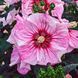 Гибискус травянистый Саммерифик Черри Чоко Латте. (Hibiscus Summerific&reg; Cherry Choco Latte) CS2601 фото 1