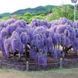 Гліцинія китайська Вістерія. (Wisteria) 3-річка CS3001 фото 1