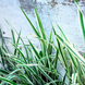 Фаляріс Строкатий (шовкова трава). (Phalaris arundinacea Picta) С1,5 TS0019 фото 2