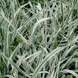 Фаляріс Строкатий (шовкова трава). (Phalaris arundinacea Picta) С1,5 TS0019 фото 1