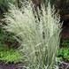 Війник гостроквітковий Овердам. (Calamagrostis acutiflora Overdam) С1 С00053 фото 1