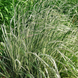 Війник гостроквітковий Овердам. (Calamagrostis acutiflora Overdam) С1 С00053 фото 2
