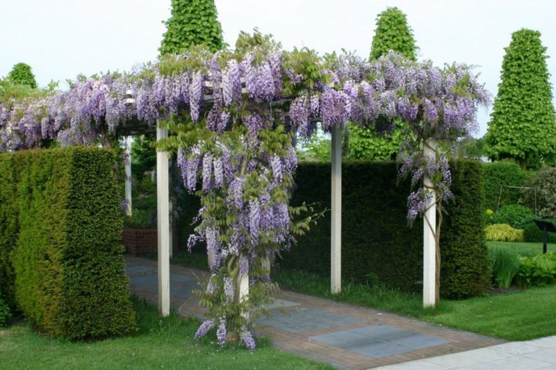 Гліцинія китайська Вістерія. (Wisteria) 3-річка CS3001 фото