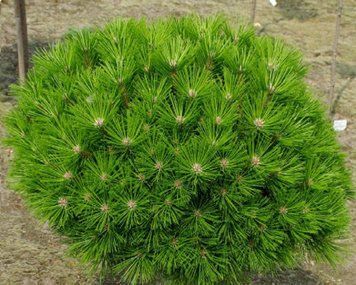 Сосна густоцветная Лоу Глоу. (Pinus densiflora Low Glow) С35 CS2349 фото