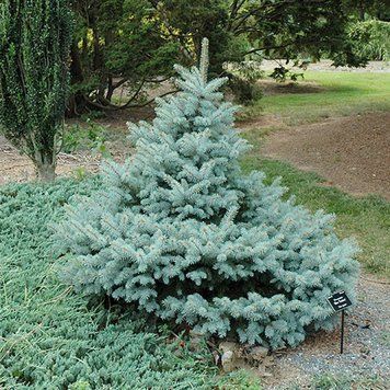 Ель колючая Блю Тринкет. (Picea pungens Blue Trinket) С35 CS2149 фото