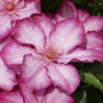 Клематис Либерти. (Clematis Liberty) III группа ОКС