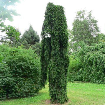 Ель обыкновенная Инверса. (Picea abies Inversa) С5 CS2099 фото