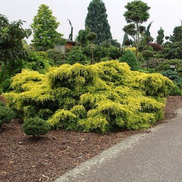 Можжевельник пфицериана Олд Голд. (Juniperus pfitzeriana Old Gold) С3 CS2249 фото