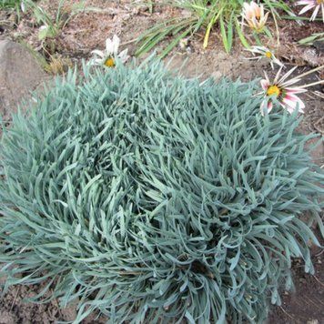 Лук спиральный. (Allium spirale) Р9