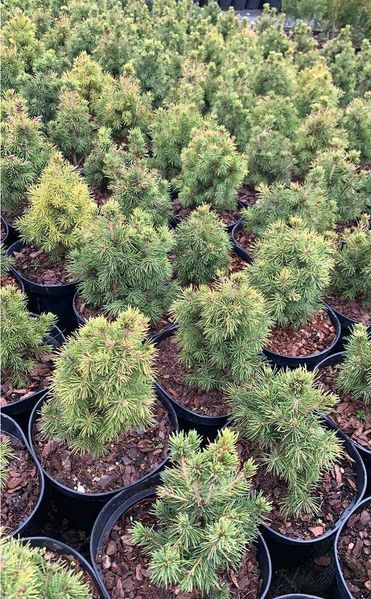 Ель канадская Дейзи Уайт. (Picea glauca Daisy's White) С3 CS2049 фото