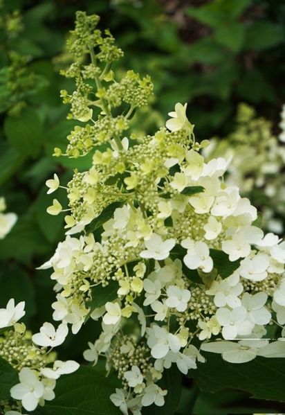 Гортензія волотиста Вайт Леді. (Hydrangea paniculata White Lady) C7,5 5-річка CS2752 фото