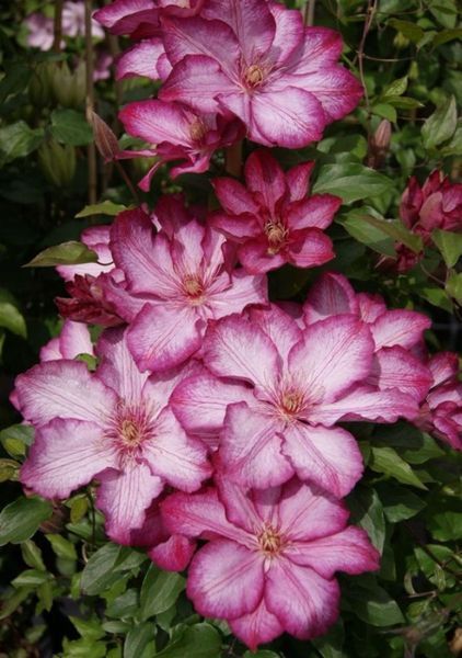 Клематис Ліберті. (Clematis Liberty) ІІІ група