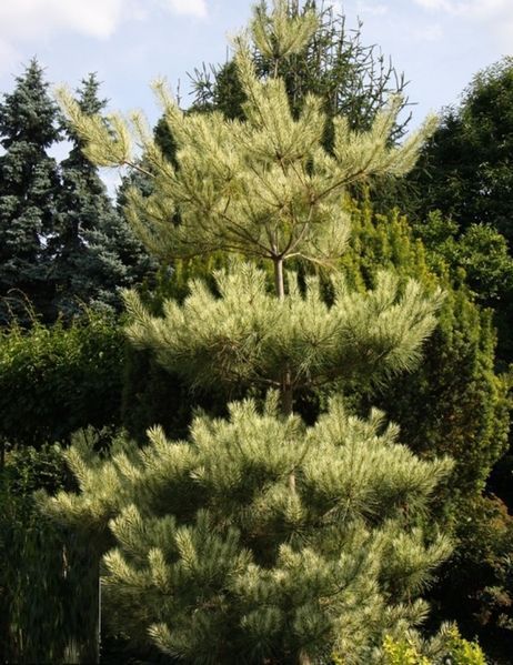 Сосна густоцветочная Бьоркс Ред Вариегейтед. (Pinus densiflora Burkes Red variegated) C10 CS2299 фото