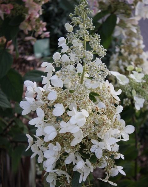 Гортензія волотиста Вайт Леді. (Hydrangea paniculata White Lady) C7,5 5-річка CS2752 фото