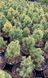 Ель канадская Дейзи Уайт. (Picea glauca Daisy's White) С3 CS2049 фото 4