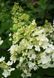 Гортензія волотиста Вайт Леді. (Hydrangea paniculata White Lady) C7,5 5-річка CS2752 фото 2