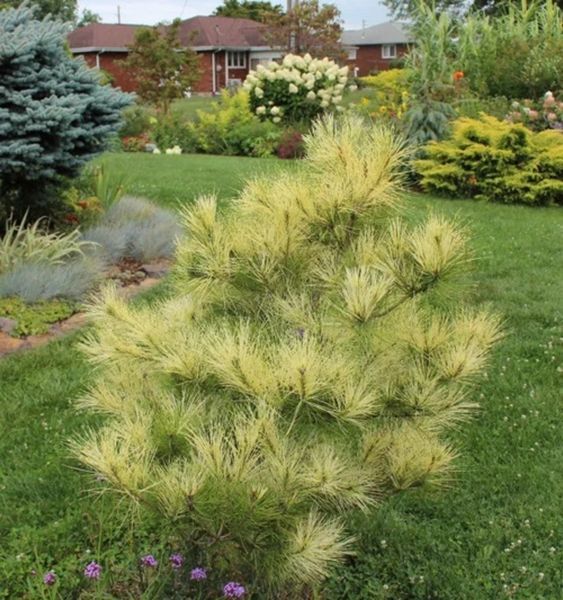 Сосна густоцветочная Бьоркс Ред Вариегейтед. (Pinus densiflora Burkes Red variegated) C10 CS2299 фото