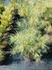 Сосна густоцветочная Бьоркс Ред Вариегейтед. (Pinus densiflora Burkes Red variegated) C10 CS2299 фото 1