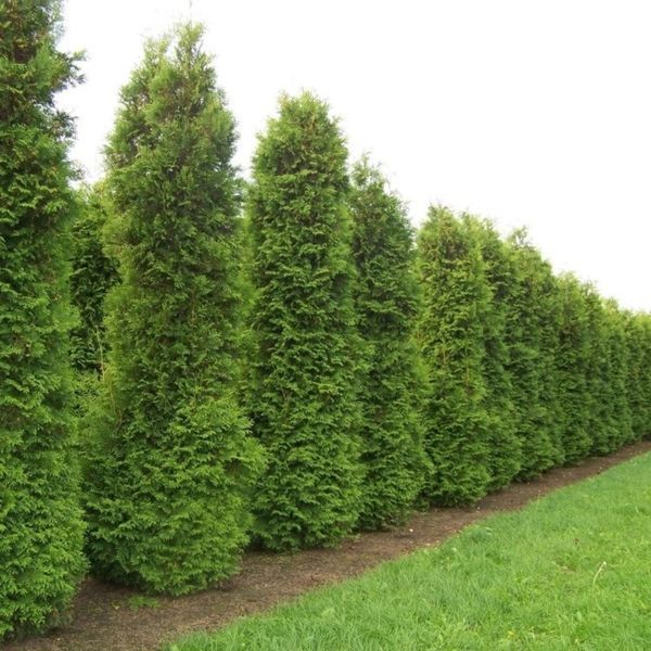 Туя західний Брабант. (Thuja оccidentalis Brabant) С10 висота 100-120см V58116 фото