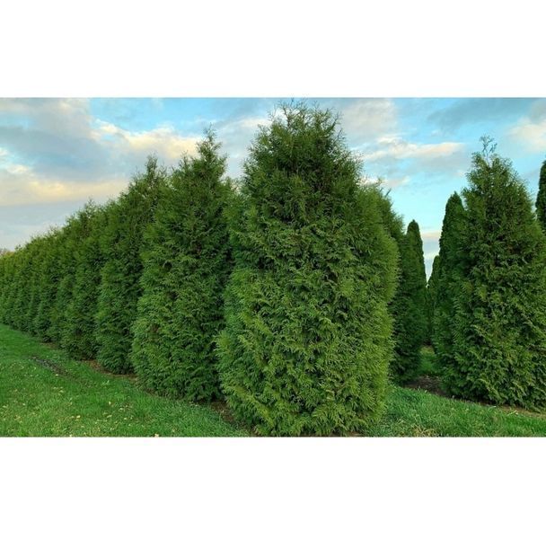 Туя західний Брабант. (Thuja оccidentalis Brabant) С10 висота 100-120см V58116 фото