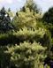 Сосна густоцветочная Бьоркс Ред Вариегейтед. (Pinus densiflora Burkes Red variegated) C10 CS2299 фото 2