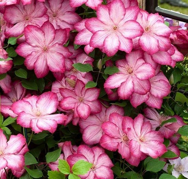 Клематис Ліберті. (Clematis Liberty) ІІІ група
