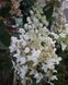 Гортензія волотиста Вайт Леді. (Hydrangea paniculata White Lady) C7,5 5-річка CS2752 фото 3