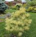 Сосна густоцветочная Бьоркс Ред Вариегейтед. (Pinus densiflora Burkes Red variegated) C10 CS2299 фото 4