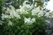 Гортензія волотиста Вайт Леді. (Hydrangea paniculata White Lady) C7,5 5-річка CS2752 фото 4