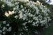 Гортензія волотиста Вайт Леді. (Hydrangea paniculata White Lady) C7,5 5-річка CS2752 фото 1