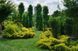 Ялівець пфіцеріана Олд Голд. (Juniperus pfitzeriana Old Gold) С3 CS2249 фото 3