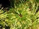 Сосна густоцветочная Бьоркс Ред Вариегейтед. (Pinus densiflora Burkes Red variegated) C10 CS2299 фото 3