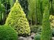 Ель канадская Дейзи Уайт. (Picea glauca Daisy's White) С3 CS2049 фото 2