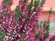 Верес звичайний &laquo;Athene&raquo;  V70190 фото 1