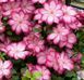 Клематис Ліберті. (Clematis Liberty) ІІІ група CS1722 фото 4