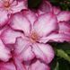 Клематис Ліберті. (Clematis Liberty) ІІІ група CS1722 фото 1