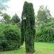 Ель обыкновенная Инверса. (Picea abies Inversa) С5 CS2099 фото 1