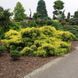 Ялівець пфіцеріана Олд Голд. (Juniperus pfitzeriana Old Gold) С3 CS2249 фото 1