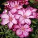 Клематис Ліберті. (Clematis Liberty) ІІІ група CS1722 фото 2