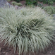 Райграс цибулинний (Arrhenatherum elatius subsp. bulbosum variegatum) С3 С00054 фото 1