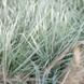 Райграс цибулинний (Arrhenatherum elatius subsp. bulbosum variegatum) С3 С00054 фото 2