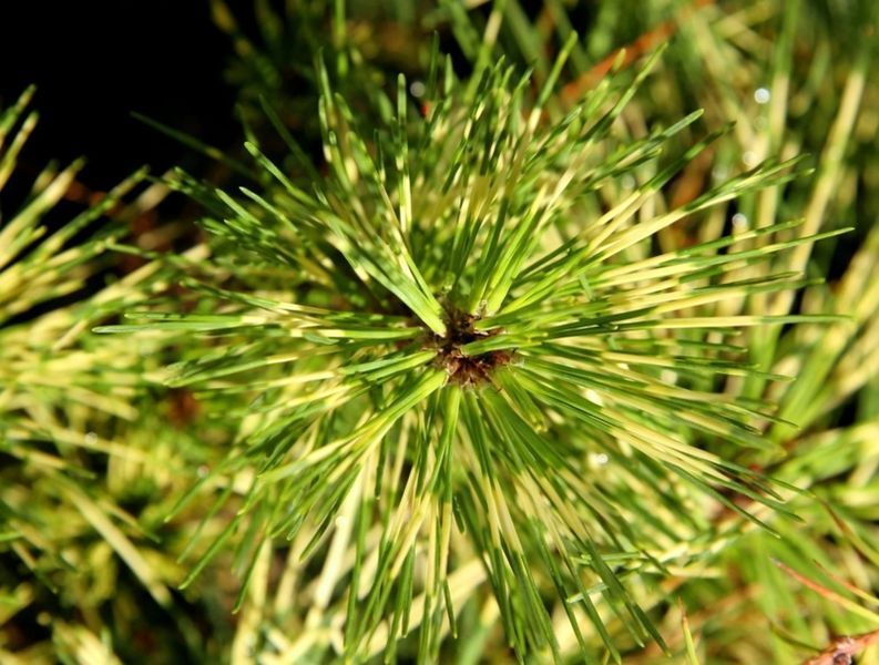 Сосна густоцветочная Бьоркс Ред Вариегейтед. (Pinus densiflora Burkes Red variegated) C10 CS2299 фото