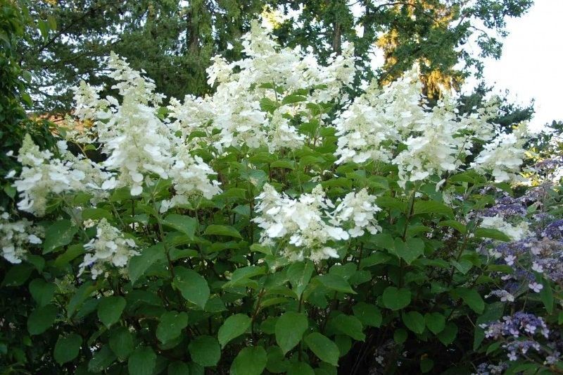 Гортензія волотиста Вайт Леді. (Hydrangea paniculata White Lady) C7,5 5-річка CS2752 фото