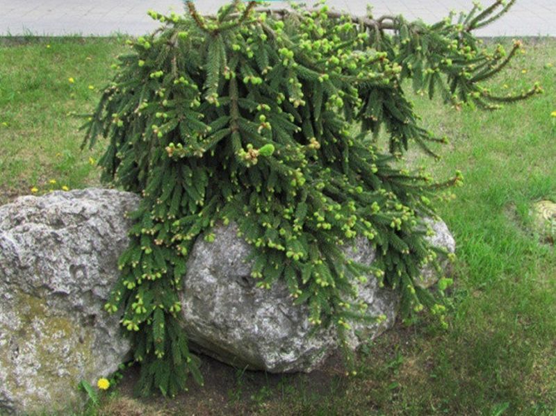 Ель обыкновенная Инверса. (Picea abies Inversa) С5 CS2099 фото